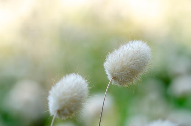 Flores de capim branco com fundo desfocado