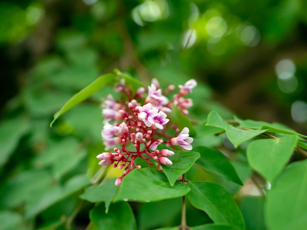 Flores de carambola Averrhoa carambola e folhas verdes em sua árvore Fundo natural