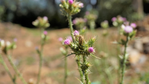 Flores de Carduus pycnocephalus também conhecido como cardo italiano