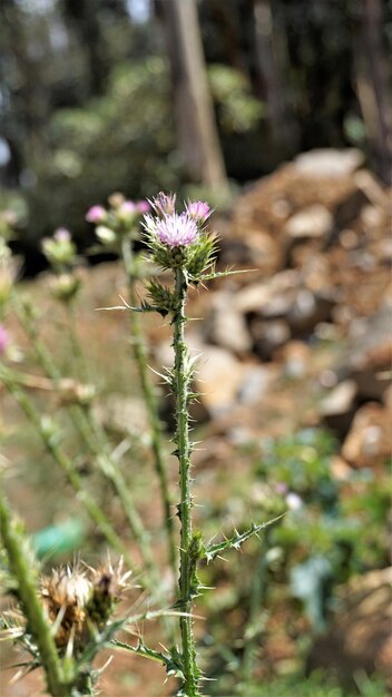 Flores de Carduus pycnocephalus também conhecido como cardo italiano