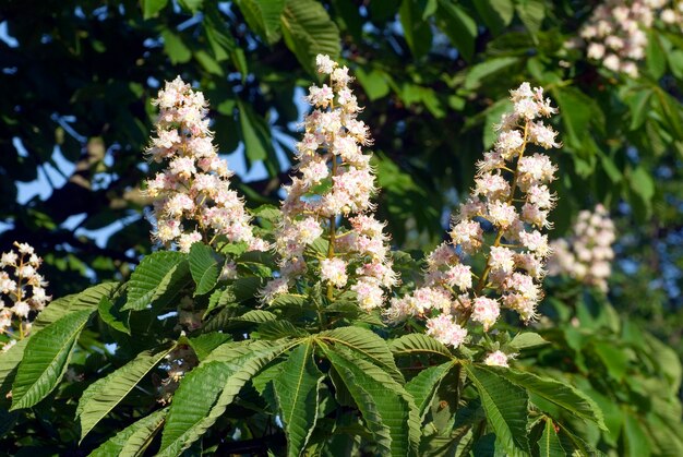 Flores de castanha da Índia