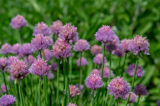 flores de cebolinha