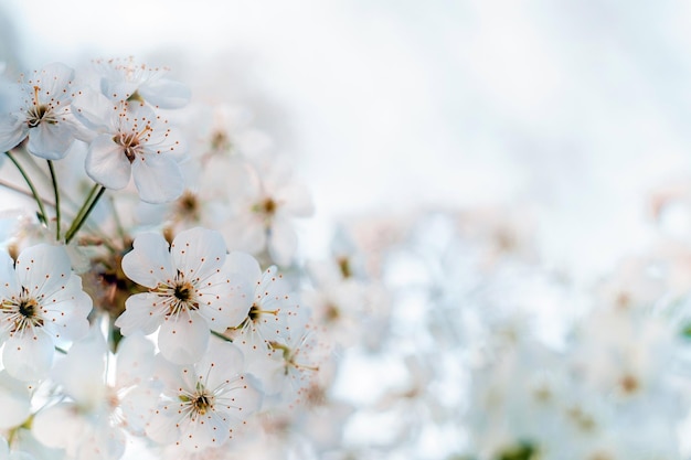 Flores de cereja contra o céu Arranjo de flores em uma cerejeira