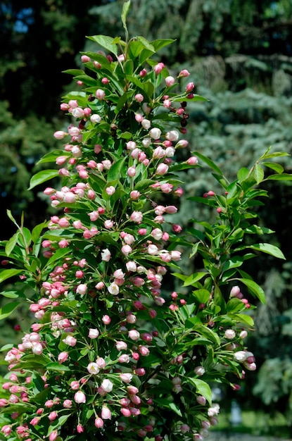 Foto flores de cereja decorativa em flor em um dia de primavera