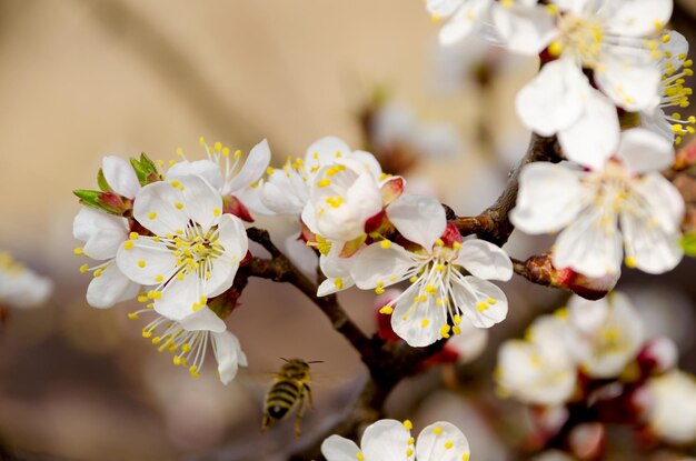 Flores de cereja e abelha voadora