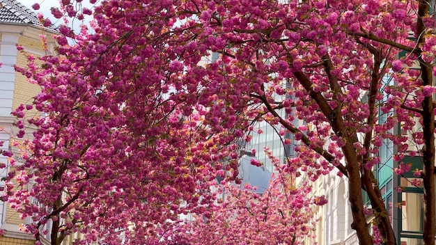 Flores de cereja rosa japonesas nas ruas de Bonn, Alemanha, 20 de abril de 2023