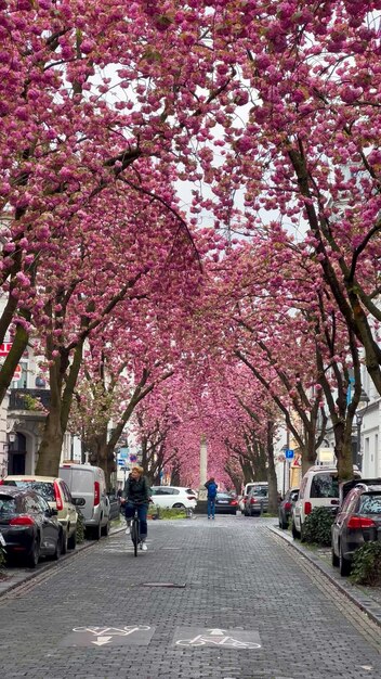 Flores de cereja rosa japonesas nas ruas de Bonn, Alemanha, 20 de abril de 2023
