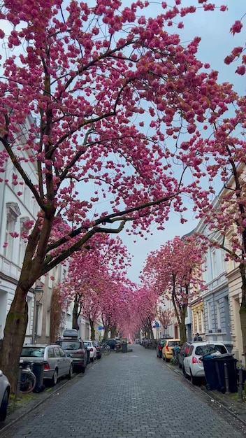 Flores de cereja rosa japonesas nas ruas de Bonn, Alemanha, 20 de abril de 2023