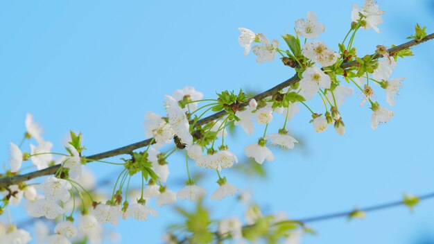 Flores de cereja selvagem ou prunus avium com abelhas trabalhando ramo de cereja doce com flores de perto