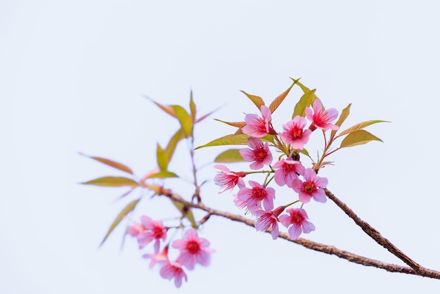 Foto flores de cereja selvagens do himalaia na primavera prunus cerasoides flor de sakura rosa em fundo branco isolada