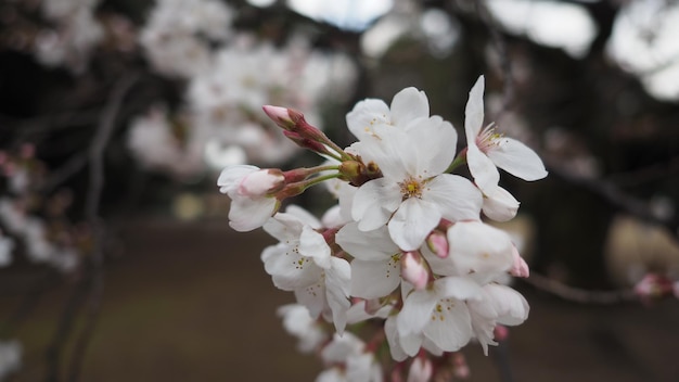 Flores de cerejeira brancas. As árvores de Sakura florescem completamente no distrito de Meguro, Tóquio, Japão, de março a abril. As cerejeiras em flor em plena floração são perfeitas para passeios turísticos e festivais. Flores de Sakura com 5 pétalas.