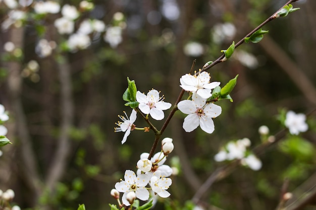 Flores de cerejeira brancas e folhas verdes fecham