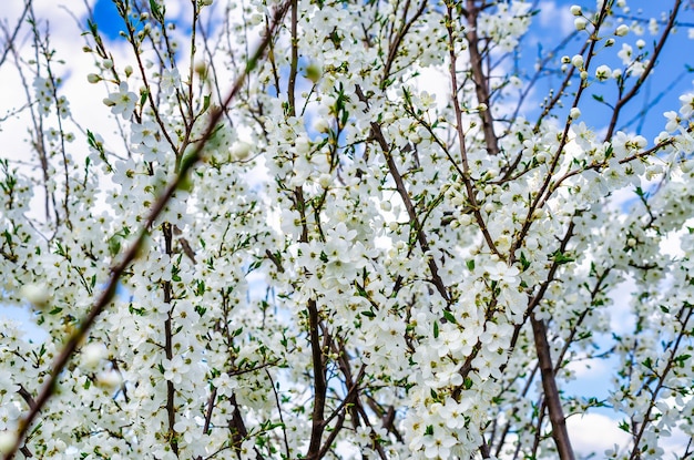 Flores de cerejeira brancas em árvores de primavera Floração de primavera de árvores