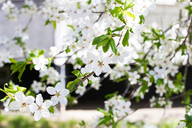 Flores de cerejeira brancas em galhos fecham