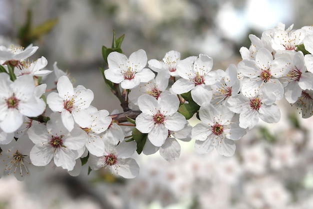 Flores de cerejeira brancas florescendo flores Clima de primavera clima ensolarado Closeup