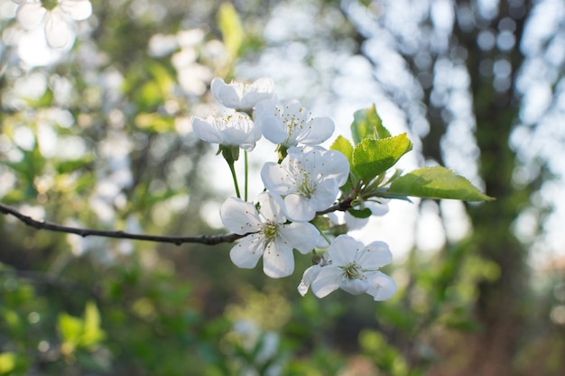 Flores de cerejeira brancas no jardim da primavera