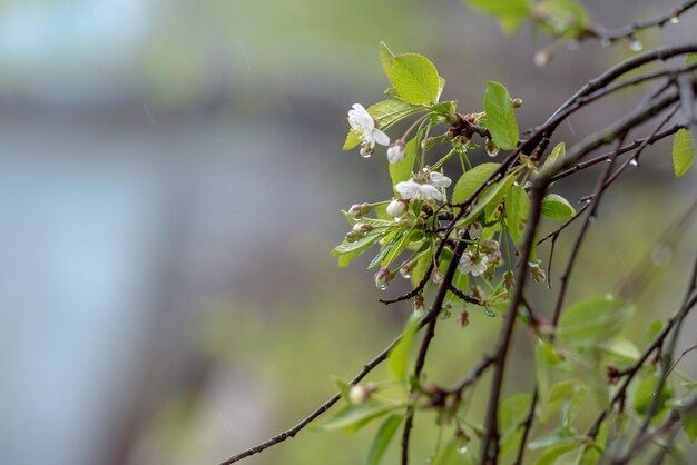 Flores de cerejeira closeup paisagem de verão