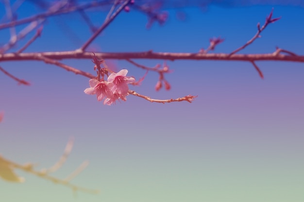 Flores de cerejeira coloridas em uma alta montanha.