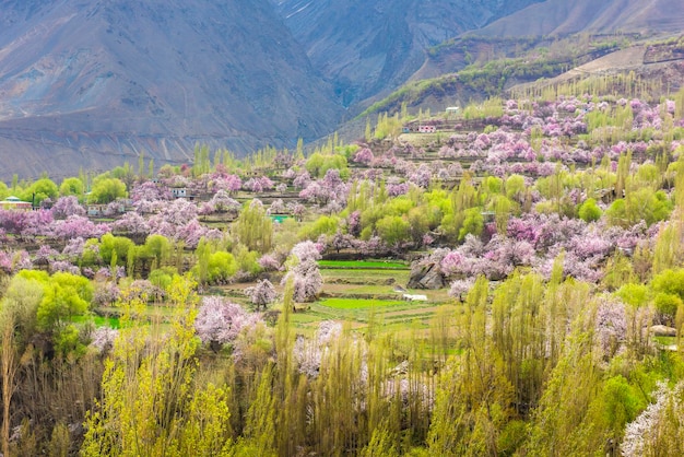 Flores de cerejeira coloridas florescendo na primavera no fundo da bela montanha Flores de cerejeira coloridas florescendo na primavera no fundo da bela montanha