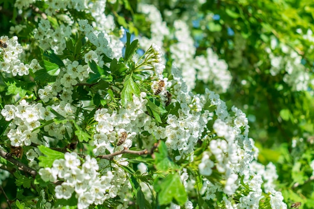 Flores de cerejeira com abelha Flores brancas de primavera em um galho de árvore