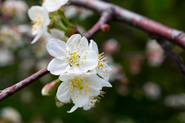 Flores de cerejeira com fundo branco pequenas flores em um galho no jardim