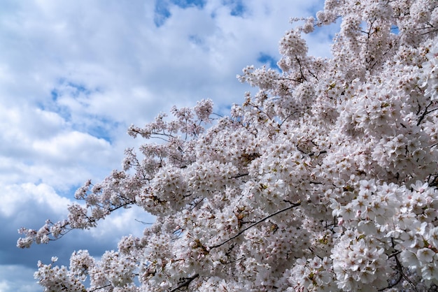 Flores de cerejeira com pétalas brancas na primavera em um dia ensolarado Céu azul com nuvens
