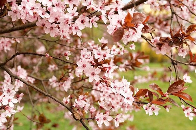 Flores de cerejeira com pétalas brancas na primavera em um dia ensolarado