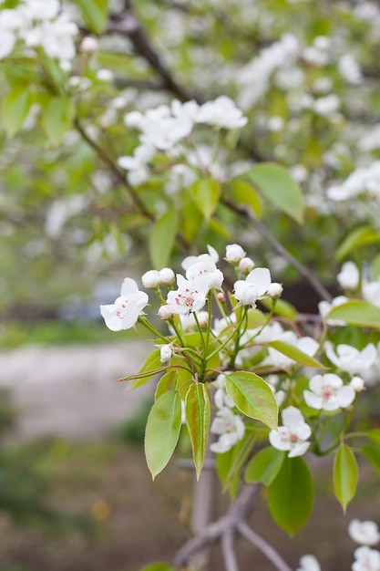 Flores de cerejeira com pétalas brancas na primavera em um foco seletivo de dia ensolarado