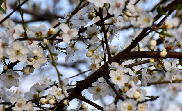 Flores de cerejeira contra o céu azul Floração da primavera Flores de árvores frutíferas Flores brancasBokeh