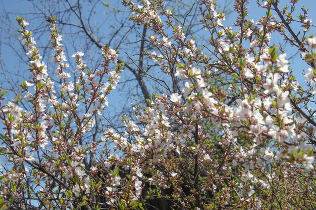 Flores de cerejeira contra um céu azul brilhante