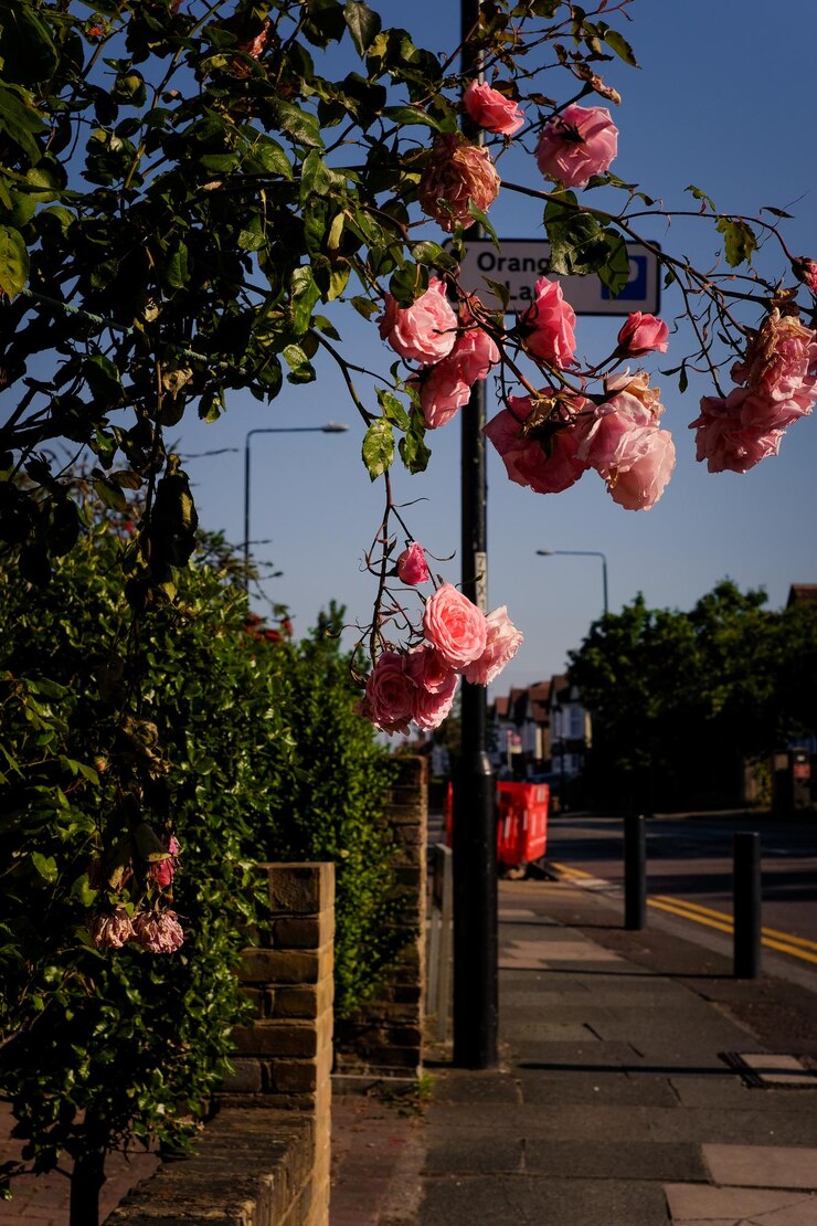 Foto flores de cerejeira cor-de-rosa contra o céu