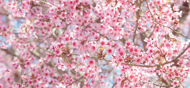 Flores de cerejeira cor-de-rosa florescendo na primavera da páscoa contra um sol turvo natural