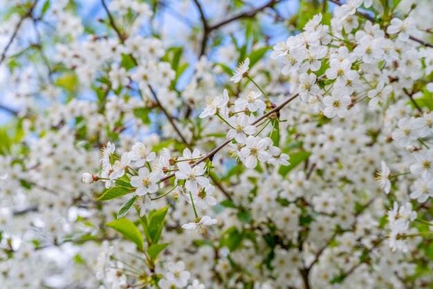 Flores de cerejeira da primavera em condições naturais fundo branco floral natural