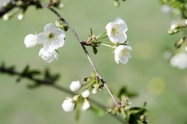 Flores de cerejeira da primavera