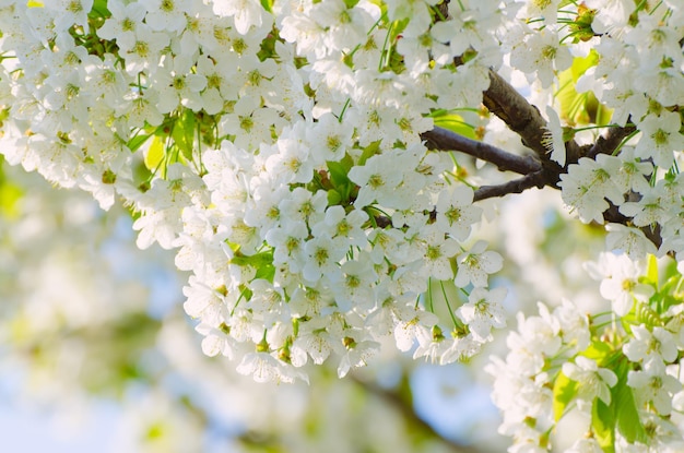 Flores de cerejeira da primavera