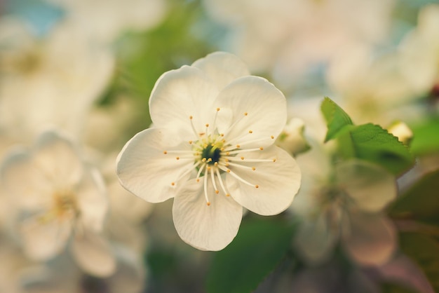 Flores de cerejeira da primavera