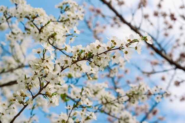 Flores de cerejeira da primavera