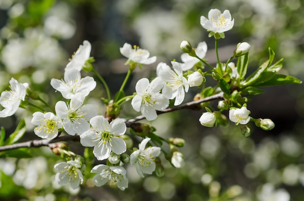 Flores de cerejeira da primavera