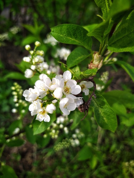 flores de cerejeira de pássaros