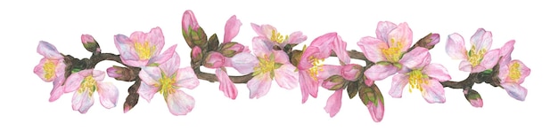 Flores de cerejeira de sakura de primavera Ilustração de aquarela Conjunto realista isolado em um fundo branco