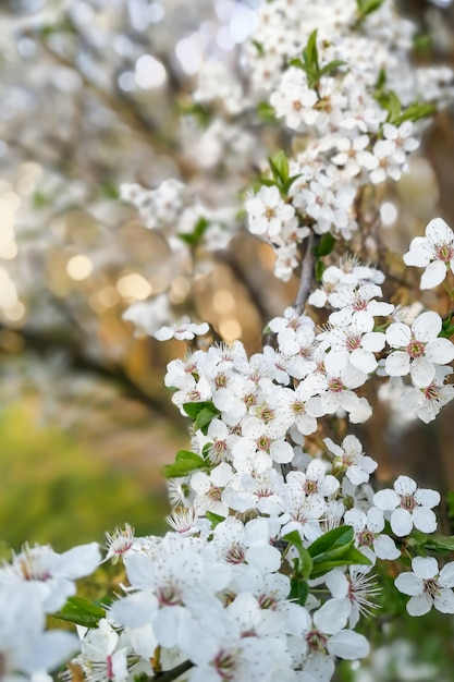 Flores de cerejeira desabrocham