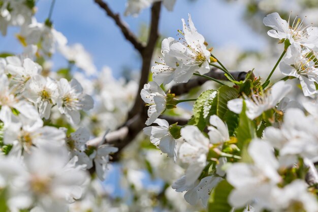 Flores de cerejeira desabrochando no jardim de primavera