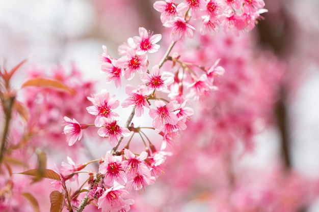 Flores de cerejeira do Himalaia selvagem na temporada de primavera (Prunus cerasoides)