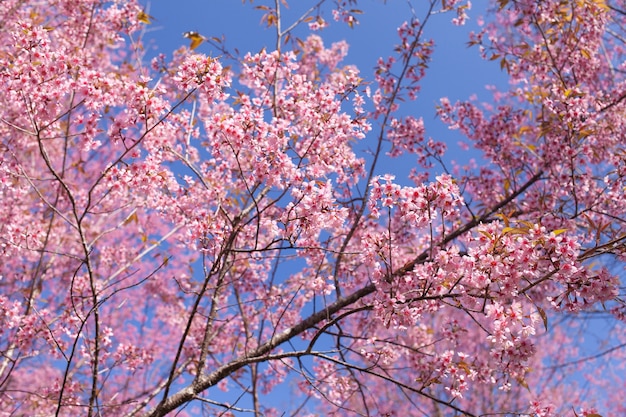 Flores de cerejeira do Himalaia selvagem na temporada de primavera