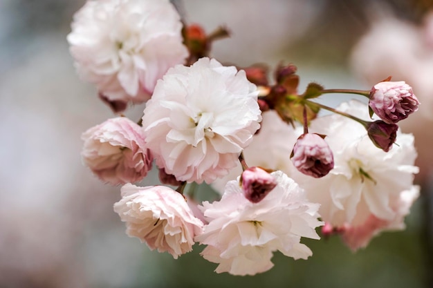 Flores de cerejeira duplas em plena floração