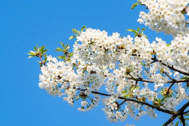 Flores de cerejeira em flor de primavera e céu azul