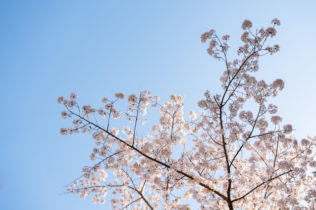 Flores de cerejeira em plena floração com céu azul ao fundo