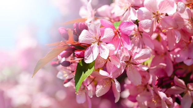 Flores de cerejeira em um close de dia ensolarado de primavera. flores da primavera