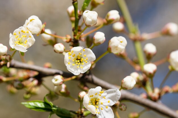 Flores de cerejeira em um dia ensolarado de primavera