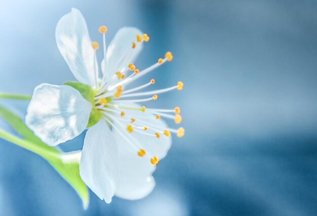 Flores de cerejeira em um fundo azul em macro